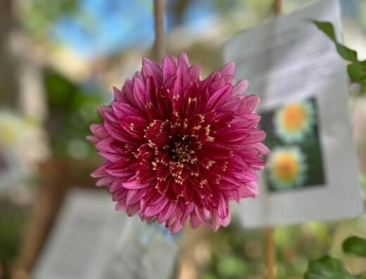 Terme in Fiore, l’eccellenza del florovivaismo italiano a Civitavecchia