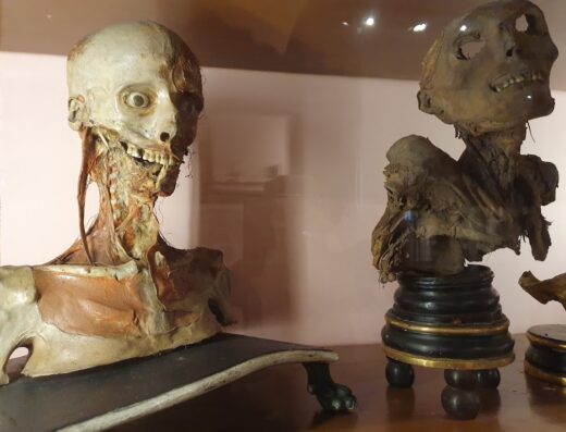 MUSA – Museo Universitario delle Scienze e delle Arti
