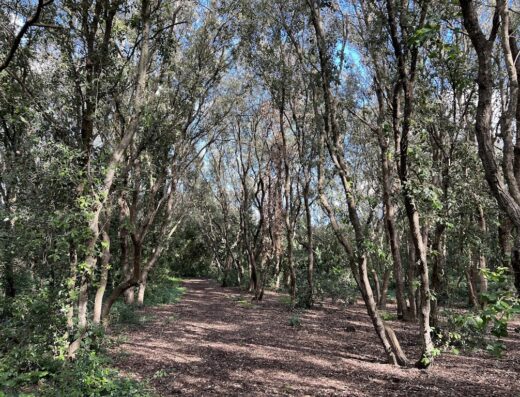 Parco Naturale Regionale del Bosco e Paludi di Rauccio